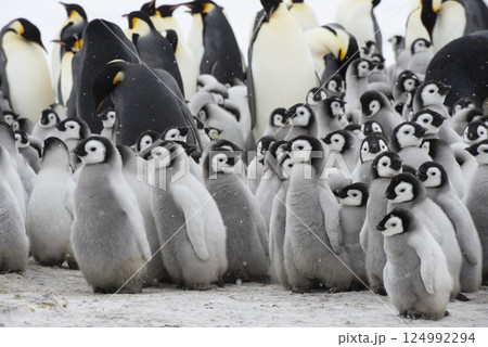 Colony of emperor penguins at Snow Hill Island, Weddell Sea, Antarctica, Polar Regions 124992294