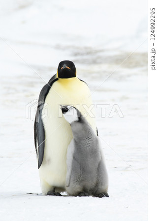 An Emperor Penguin with chick at the Emperor Penguin Colony at Snow Hill, Weddell Sea, Antarctica. October 2018.  124992295