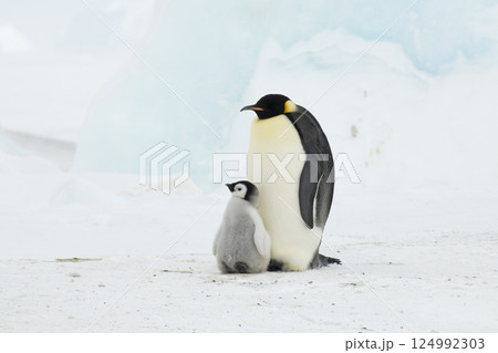 An Emperor Penguin with chick at the Emperor Penguin Colony at Snow Hill, Weddell Sea, Antarctica. October 2018.  124992303