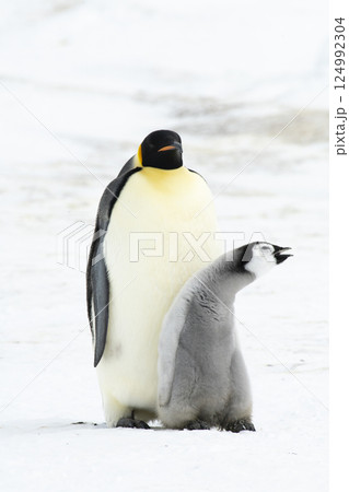 An Emperor Penguin with chick at the Emperor Penguin Colony at Snow Hill, Weddell Sea, Antarctica. October 2018. An Emperor Penguin with chick at the Emperor Penguin Colony at Snow Hill, Weddell Sea, Antarctica. October 2018. 124992304