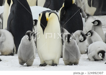 Colony of emperor penguins at Snow Hill Island, Weddell Sea, Antarctica, Polar Regions 124992307