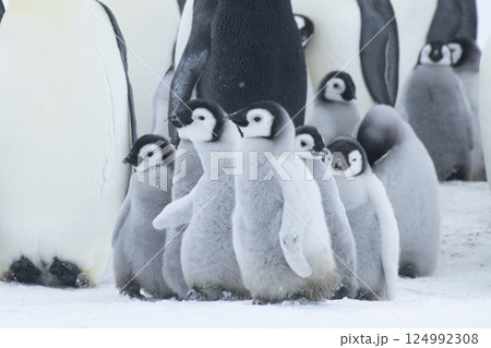 Colony of emperor penguins at Snow Hill Island, Weddell Sea, Antarctica, Polar Regions Colony of emperor penguins at Snow Hill Island, Weddell Sea, Antarctica, Polar Regions 124992308