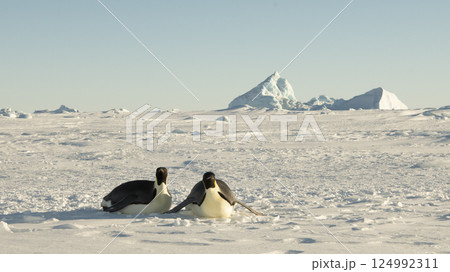 Emperor Penguins on the ice in Antarctica Emperor Penguins on the ice in Antarctica 124992311