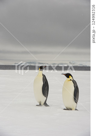 Emperor Penguins on the ice in Antarctica Emperor Penguins on the ice in Antarctica 124992316