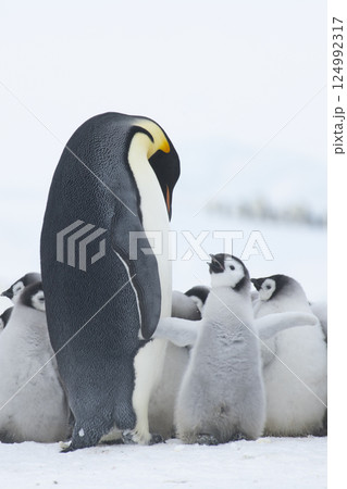 Colony of emperor penguins at Snow Hill Island, Weddell Sea, Antarctica, Polar Regions 124992317