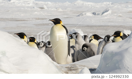 Colony of emperor penguins at Snow Hill Island, Weddell Sea, Antarctica, Polar Regions 124992330