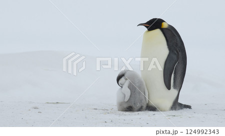 An Emperor Penguin with chick at the Emperor Penguin Colony at Snow Hill, Weddell Sea, Antarctica. October 2018.  124992343