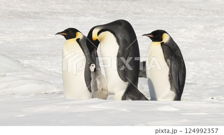 Emperor Penguins with chicks in Antarctica  124992357