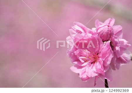 ピンクのかわいい桃の花　春の風景 124992369