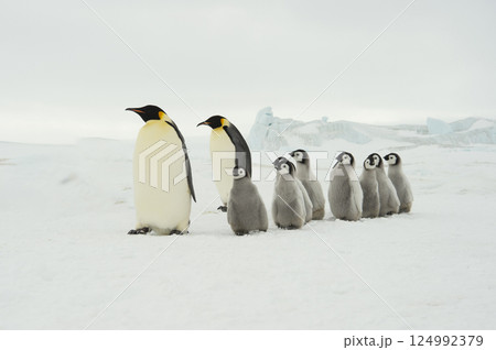 Emperor Penguins with chicks in Antarctica Emperor Penguins with chicks in Antarctica 124992379