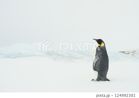 Emperor penguin. isolated on white background 124992381