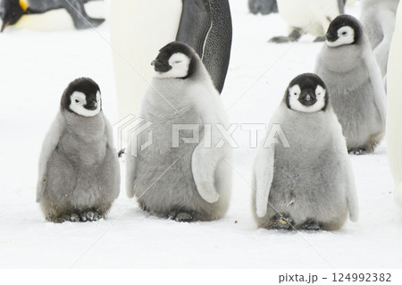 Emperor Penguin chicks, grouped together looking in different directions. Snow Hill Emperor Penguin Colony, Antarctica Emperor Penguin chicks, grouped together looking in different directions. Snow Hill Emperor Penguin Colony, Antarctica 124992382