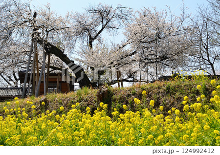 埼玉県北本市石戸宿東光寺の天然記念物 石戸蒲ザクラ 埼玉県北本市石戸宿東光寺の天然記念物 石戸蒲ザクラ 124992412