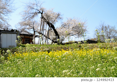 埼玉県北本市石戸宿東光寺の天然記念物 石戸蒲ザクラ 埼玉県北本市石戸宿東光寺の天然記念物 石戸蒲ザクラ 124992413