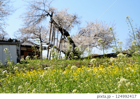 埼玉県北本市石戸宿東光寺の天然記念物 石戸蒲ザクラ 埼玉県北本市石戸宿東光寺の天然記念物 石戸蒲ザクラ 124992417