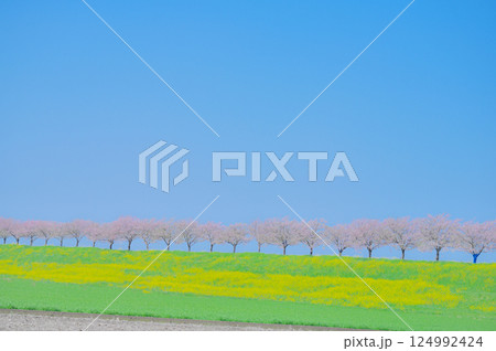 春風にゆれる思川桜と青空の風景 春風にゆれる思川桜と青空の風景 124992424