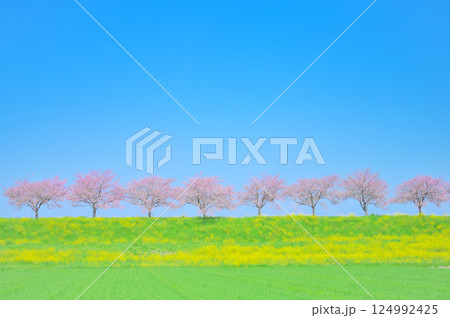 春風にゆれる思川桜と青空の風景 124992425
