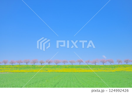 春風にゆれる思川桜と青空の風景 春風にゆれる思川桜と青空の風景 124992426