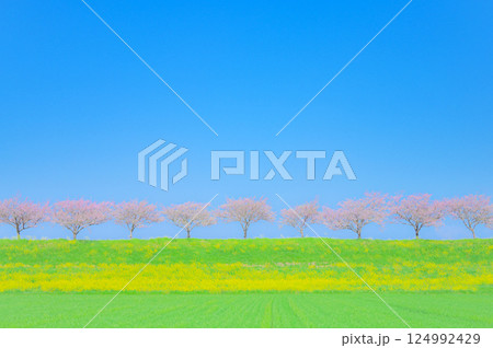 春風にゆれる思川桜と青空の風景 春風にゆれる思川桜と青空の風景 124992429