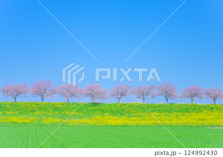 春風にゆれる思川桜と青空の風景 春風にゆれる思川桜と青空の風景 124992430