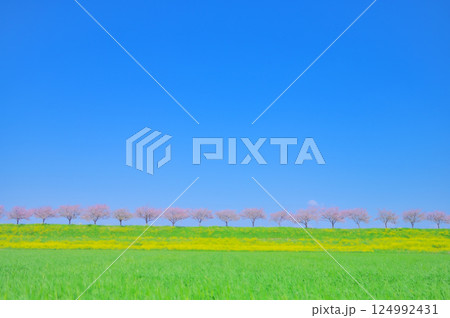 春風にゆれる思川桜と青空の風景 春風にゆれる思川桜と青空の風景 124992431
