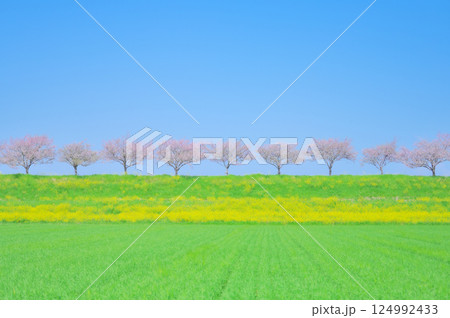 春風にゆれる思川桜と青空の風景 春風にゆれる思川桜と青空の風景 124992433