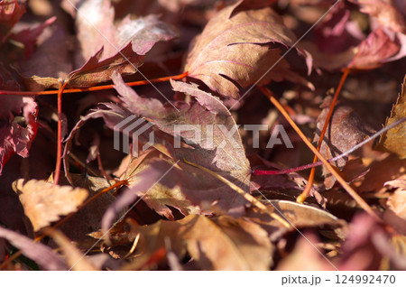 落葉したモミジの葉 124992470