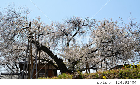 埼玉県北本市石戸宿東光寺の天然記念物 石戸蒲ザクラ 埼玉県北本市石戸宿東光寺の天然記念物 石戸蒲ザクラ 124992484