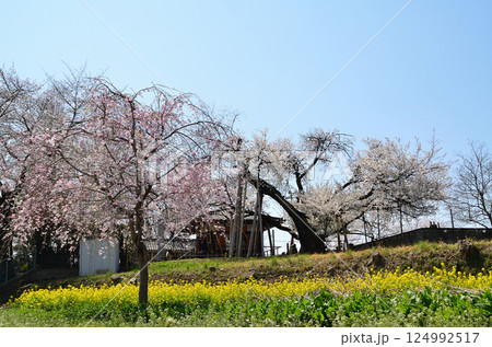 埼玉県北本市石戸宿東光寺の天然記念物 石戸蒲ザクラ 埼玉県北本市石戸宿東光寺の天然記念物 石戸蒲ザクラ 124992517