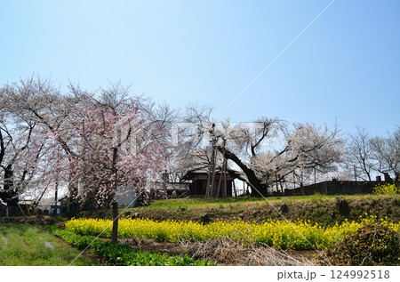 埼玉県北本市石戸宿東光寺の天然記念物　石戸蒲ザクラ 124992518