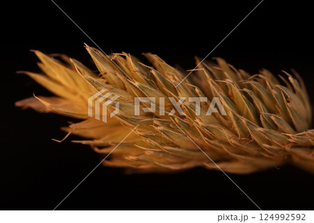 Karl foerster grass on black background, macro photography, extreme close up Karl foerster grass on black background, macro photography, extreme close up 124992592