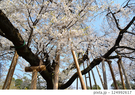 埼玉県北本市石戸宿東光寺の天然記念物 石戸蒲ザクラ 埼玉県北本市石戸宿東光寺の天然記念物 石戸蒲ザクラ 124992617