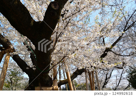 埼玉県北本市石戸宿東光寺の天然記念物 石戸蒲ザクラ 埼玉県北本市石戸宿東光寺の天然記念物 石戸蒲ザクラ 124992618