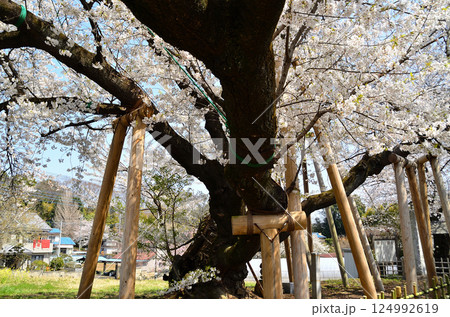 埼玉県北本市石戸宿東光寺の天然記念物 石戸蒲ザクラ 埼玉県北本市石戸宿東光寺の天然記念物 石戸蒲ザクラ 124992619