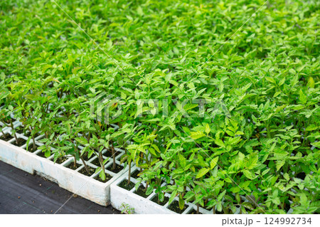 Rows of pots with tomatoes sprouts in greenhouse 124992734