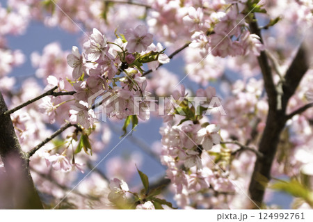 春の陽射しを浴びる桜 124992761