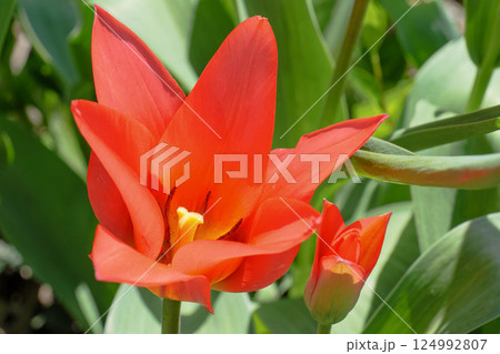 A Beautiful Display of Vibrant Red Tulips in Full Bloom Surrounded by Lush Green Leaves A Beautiful Display of Vibrant Red Tulips in Full Bloom Surrounded by Lush Green Leaves 124992807