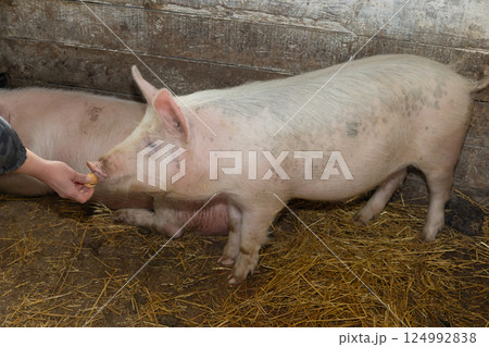 A Farm Pig Engaging with Its Farmer in a Tranquil Barn Setting, Highlighting Their Bond 124992838