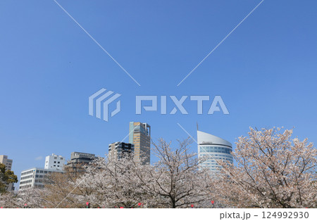 高松城跡の桜の馬場から見るサンポート高松のシンボルタワーやJRホテルクレメント高松 124992930