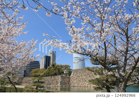 高松城跡の桜の馬場から見る天守台とサンポート高松のシンボルタワーやJRホテルクレメント高松 124992966