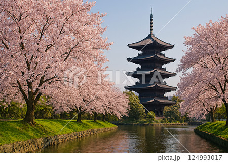 Sakura with Pagoda in the Distance – Japan in Spring 124993017