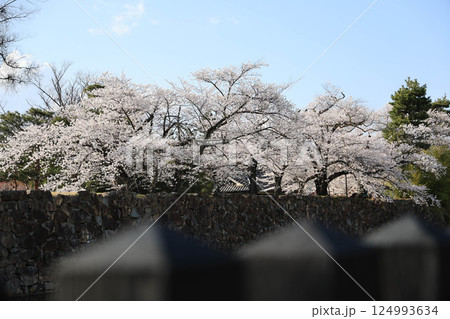 晴天の松本城 124993634