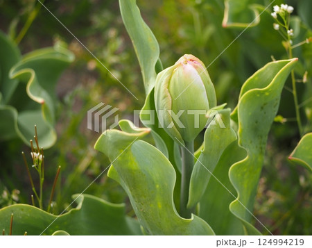 新潟県産チューリップ　越爛漫　つぼみ 124994219