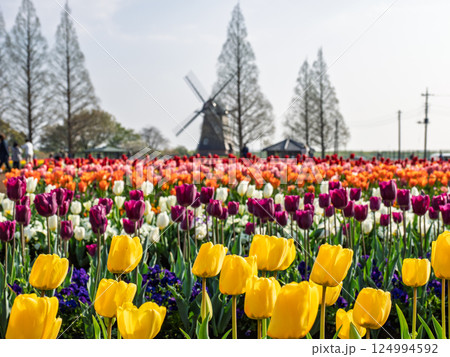 カラフルなチューリップ畑と風車のある風景(千葉県柏市・あけぼの山農業公園) カラフルなチューリップ畑と風車のある風景(千葉県柏市・あけぼの山農業公園) 124994592