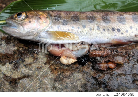 魚のハラワタ 124994689