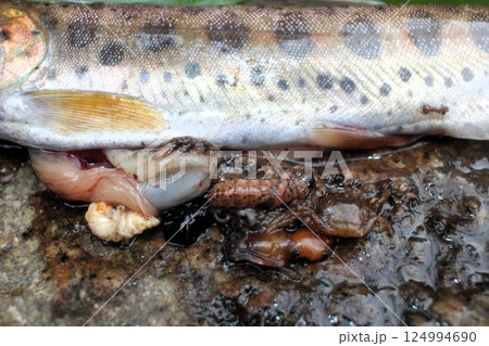 魚のハラワタ 魚のハラワタ 124994690