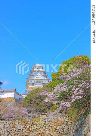 兵庫県姫路市、満開の桜と姫路城の風景 124994713