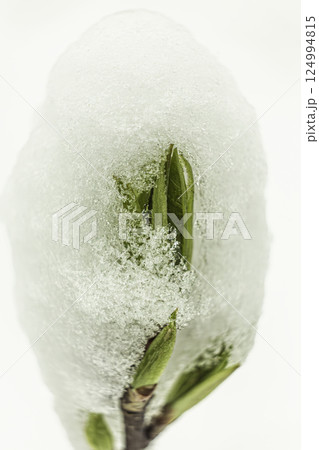 the buds of green maple leaves are blossoming 124994815