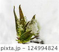 Blooming green maple leaves covered with melting spring snow 124994824