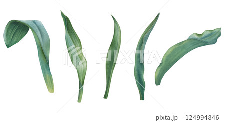 Green tulip leaves with soft watercolor transitions and shades. Hand drawn botanical illustration of elegant plant elongated shape, with central vein and slightly wavy edges on isolated background 124994846